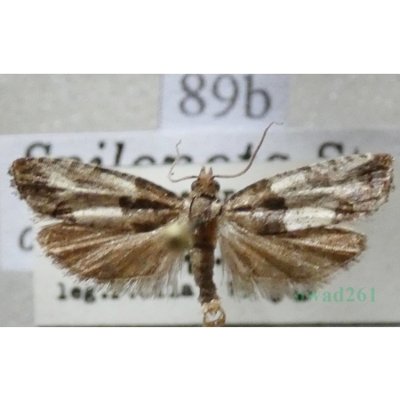 Spilonota ocellana (Denis & Schiffermüller, 1775) Wydłubka oczateczka Czech89b